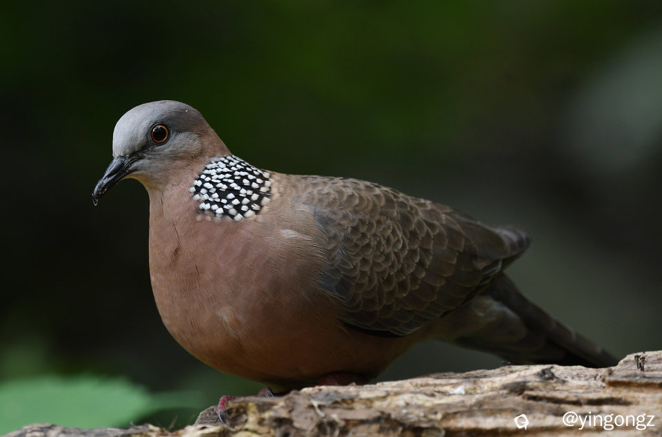 DSC_2226_副本.jpg