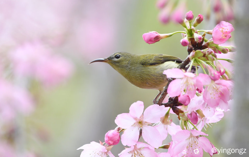 DSC_4533_副本.jpg