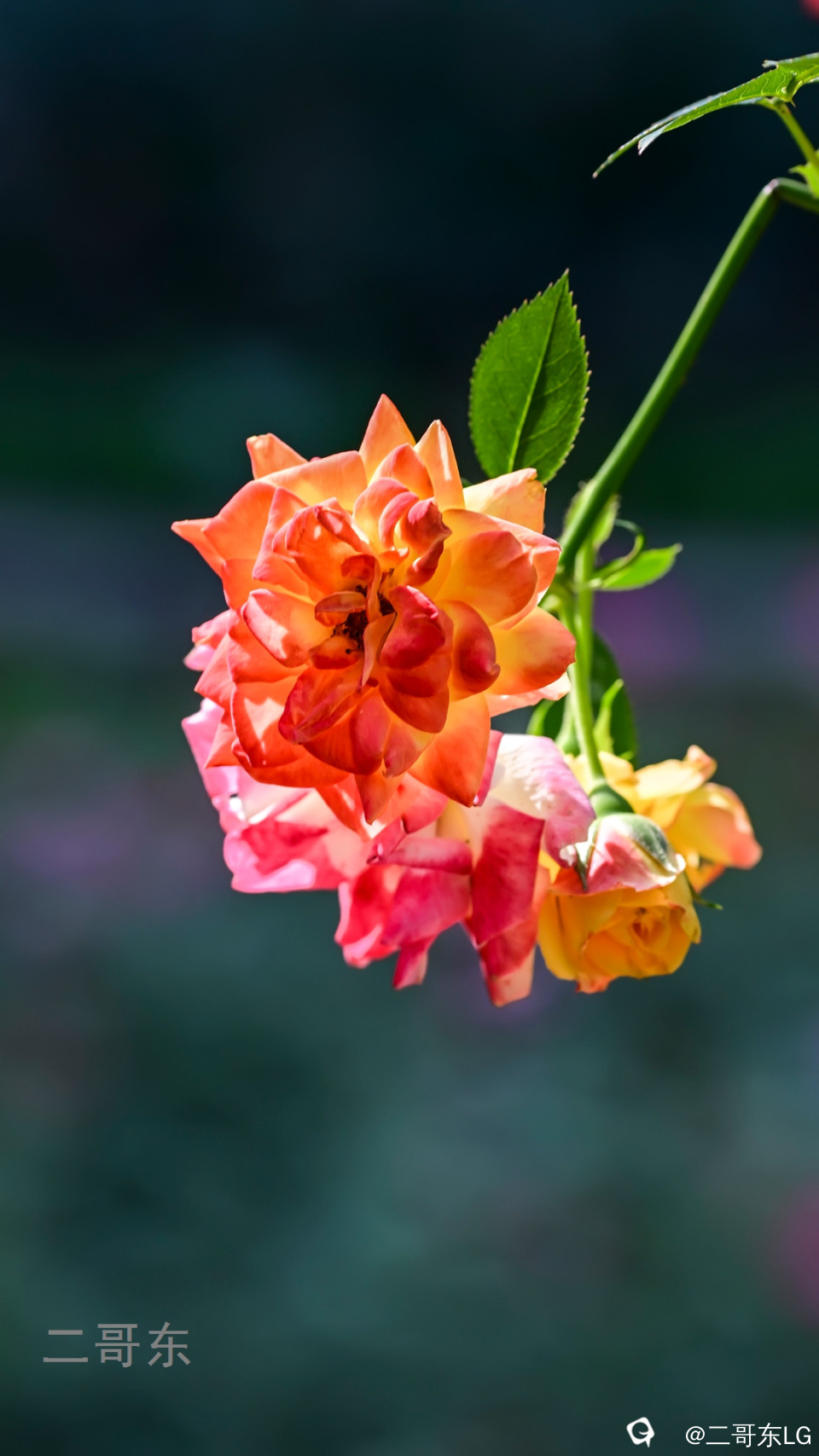 虞山月季花 (25).jpg