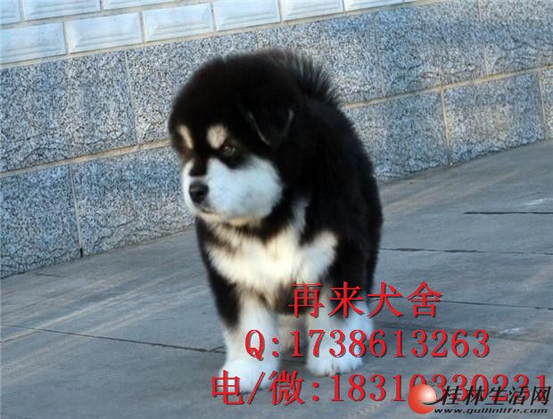 ���ְ���˹�Ӷ���Ǯ ���Ͱ���˹��Ȯ