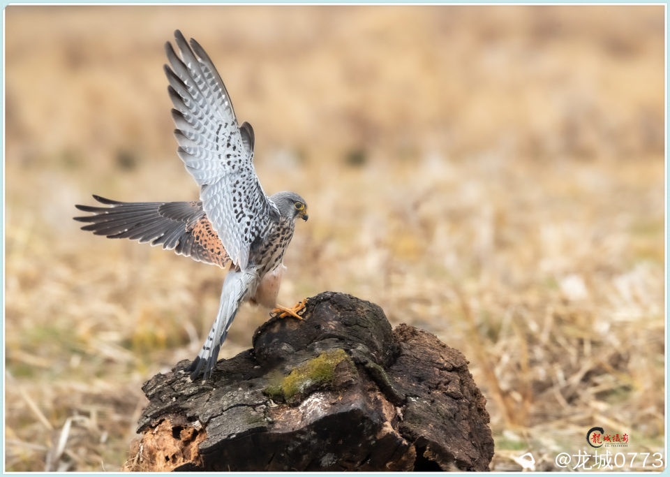 BG9I6944_副本 - 副本.jpg