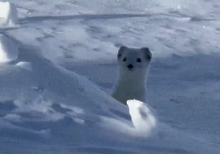 男生旅游途中偶遇&ldquo;雪地小精灵&rdquo;白鼬，网友：这小可爱长得也太简单了