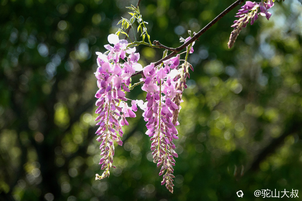 DSC01513-0 - 副本.jpg