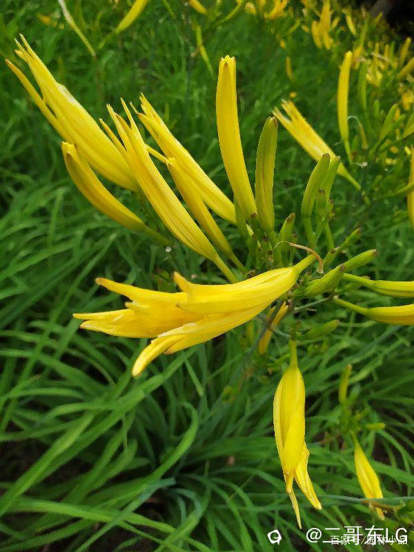 黄花菜 (2).jpeg