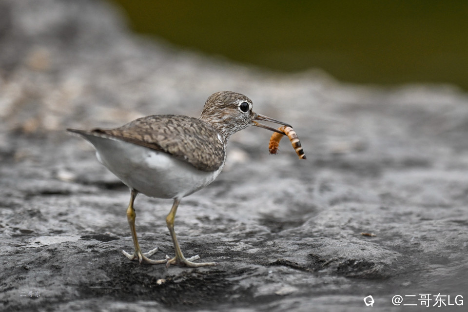 矶鹬 jī yù (34).jpg