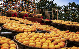 柿柿（事事）如意