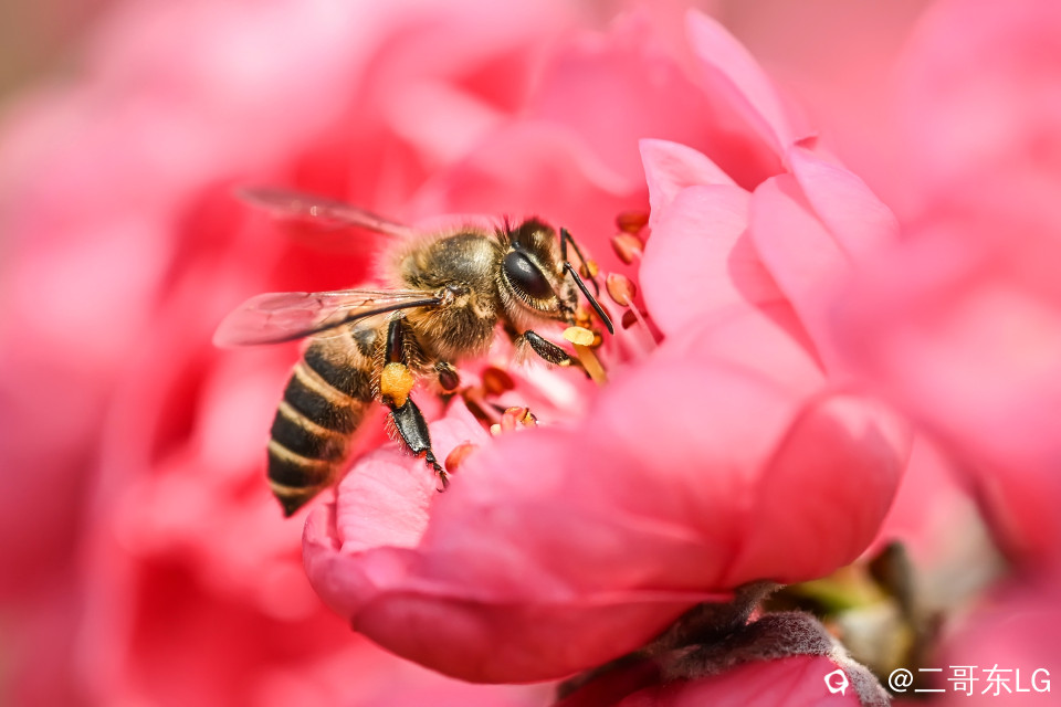 微距小蜜蜂 (3).jpg