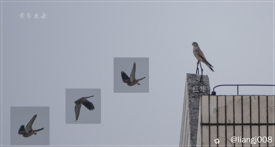 DSC01817_黄昏出击a.jpg