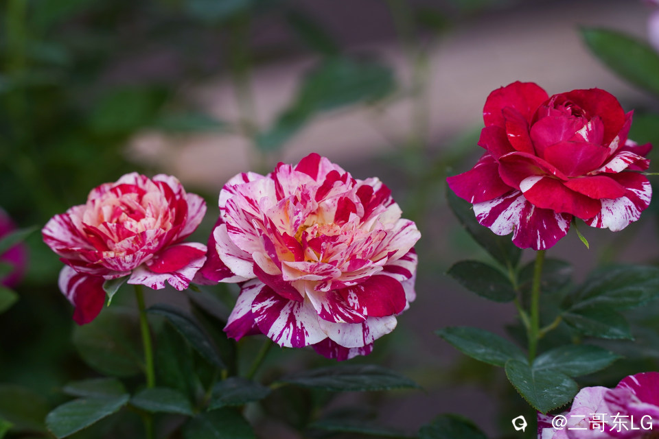 南方第三届花卉苗木交易会 (21).jpg