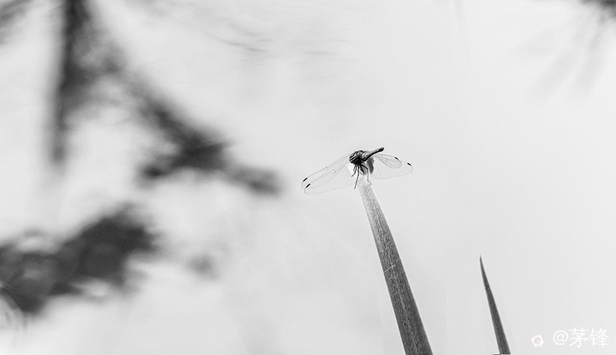 DSCF8137_1.jpg