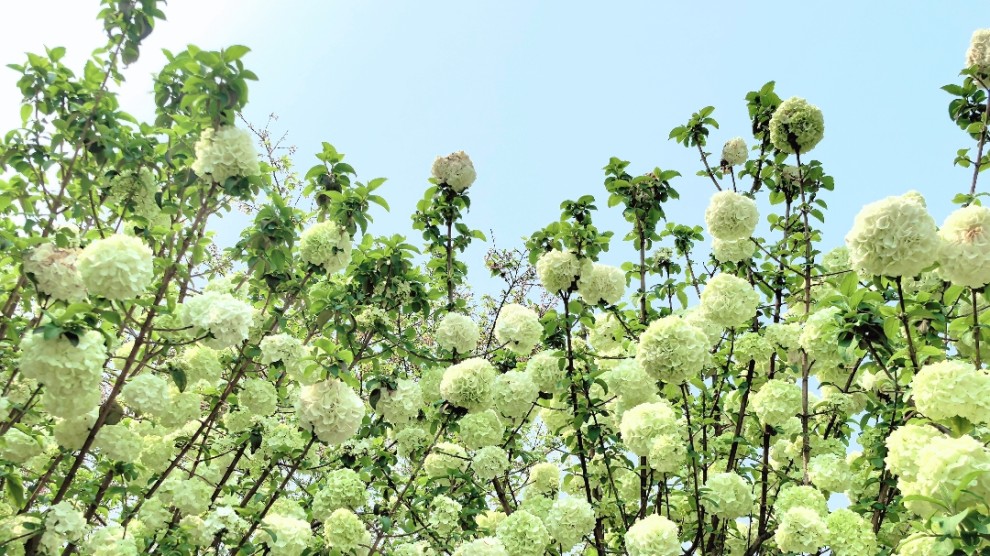 南溪山公园绣球花