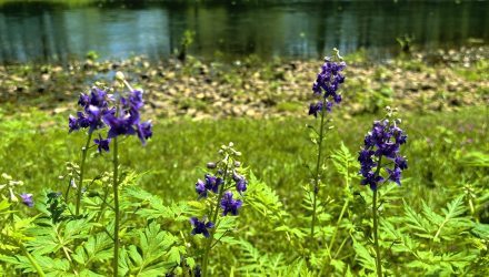 飞燕草花：不染红尘色，贞心自始终