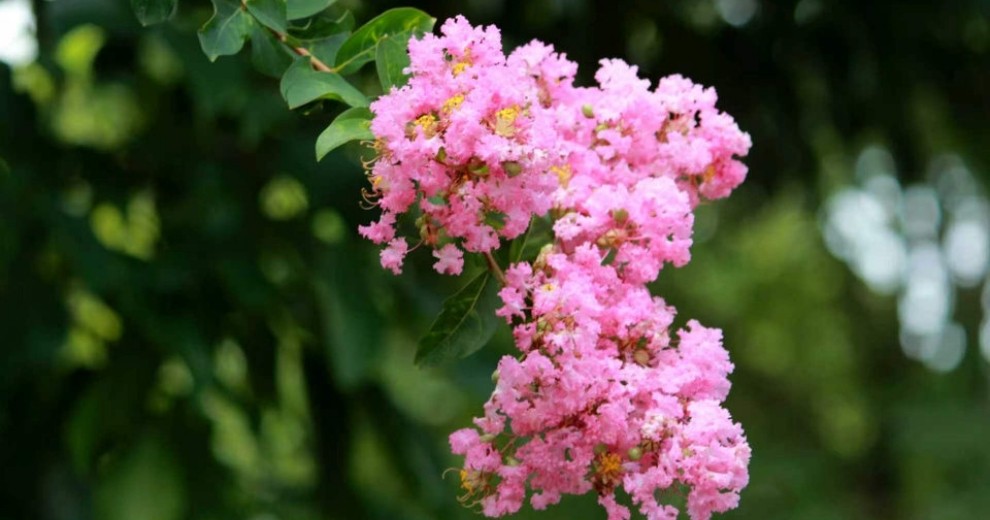 紫薇花