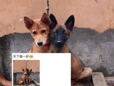 兩只狗狗打鬧，牽引繩纏繞在一起小狗被強(qiáng)行貼貼。網(wǎng)友：看似關(guān)系很好，實(shí)則是沒招了