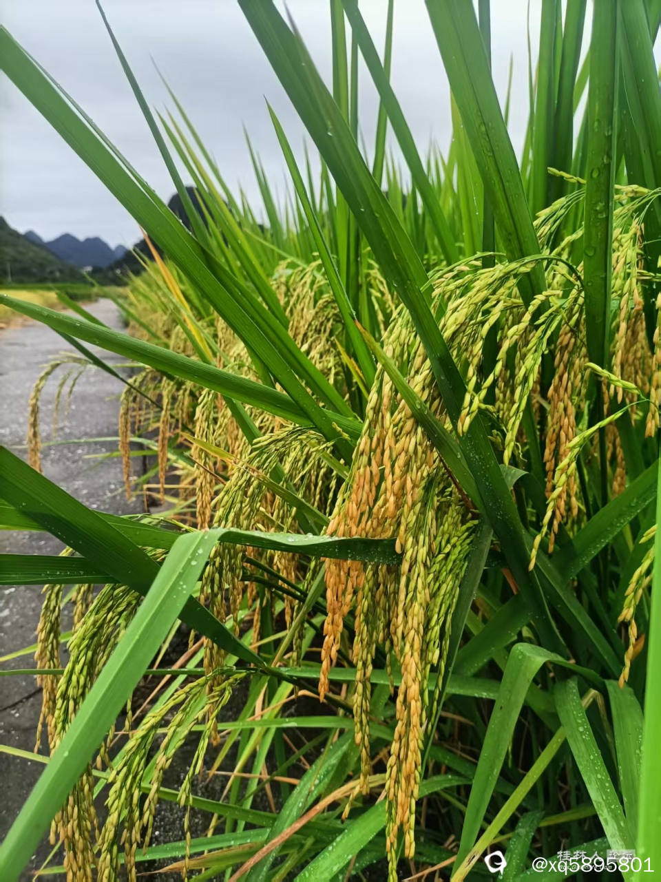 又是一个丰收年