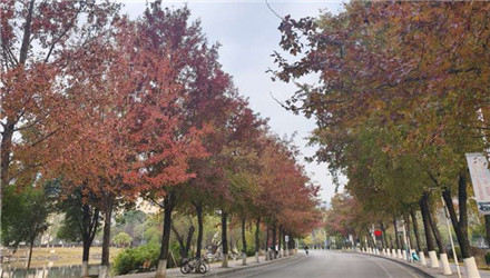 初冬的桂林电子科大，红枫大道尚未红透