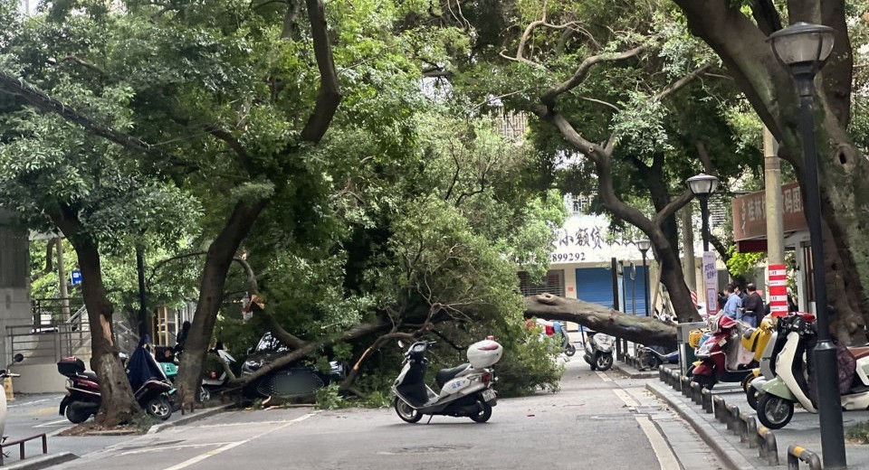 临桂路上的树倒了，大家注意绕行
