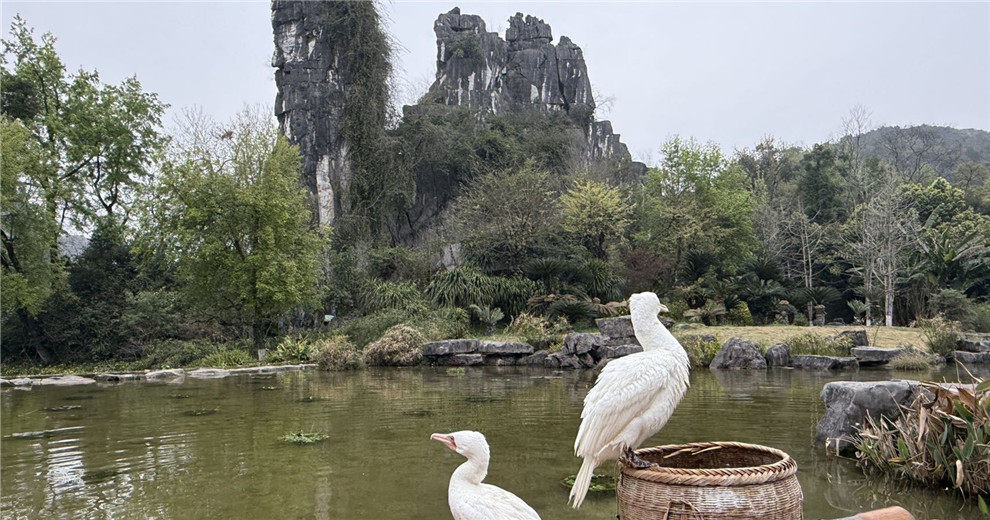 有谁知道七星公园这个是什么鸟？