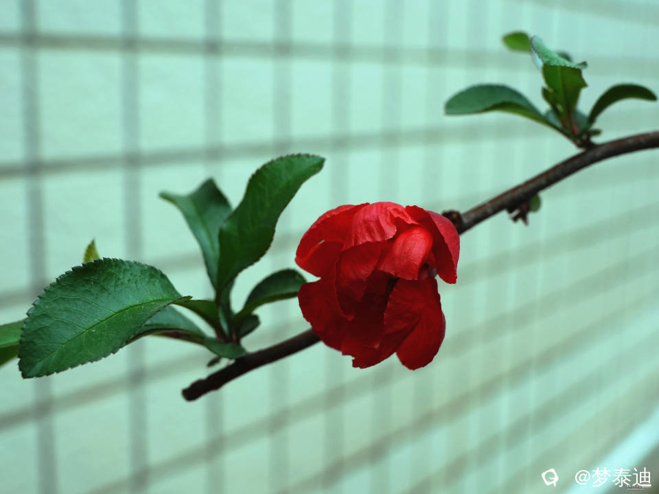 DSC02335_副本.jpg
