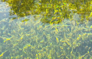 女生游玩时晒出广西水质，清澈得令人震撼