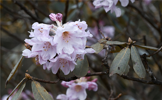 高山杜鹃开花了
