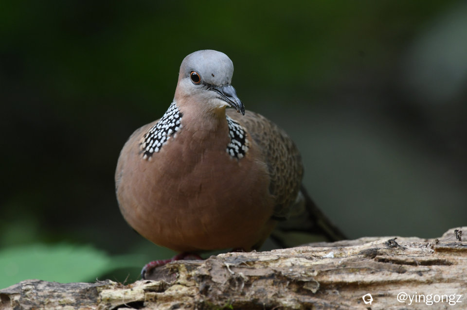 DSC_2244_副本.jpg