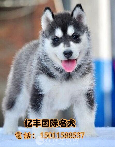 ˫Ѫͳ��ʿ����Ȯ ���ֹ�ʿ��۸� �����ֱ�����