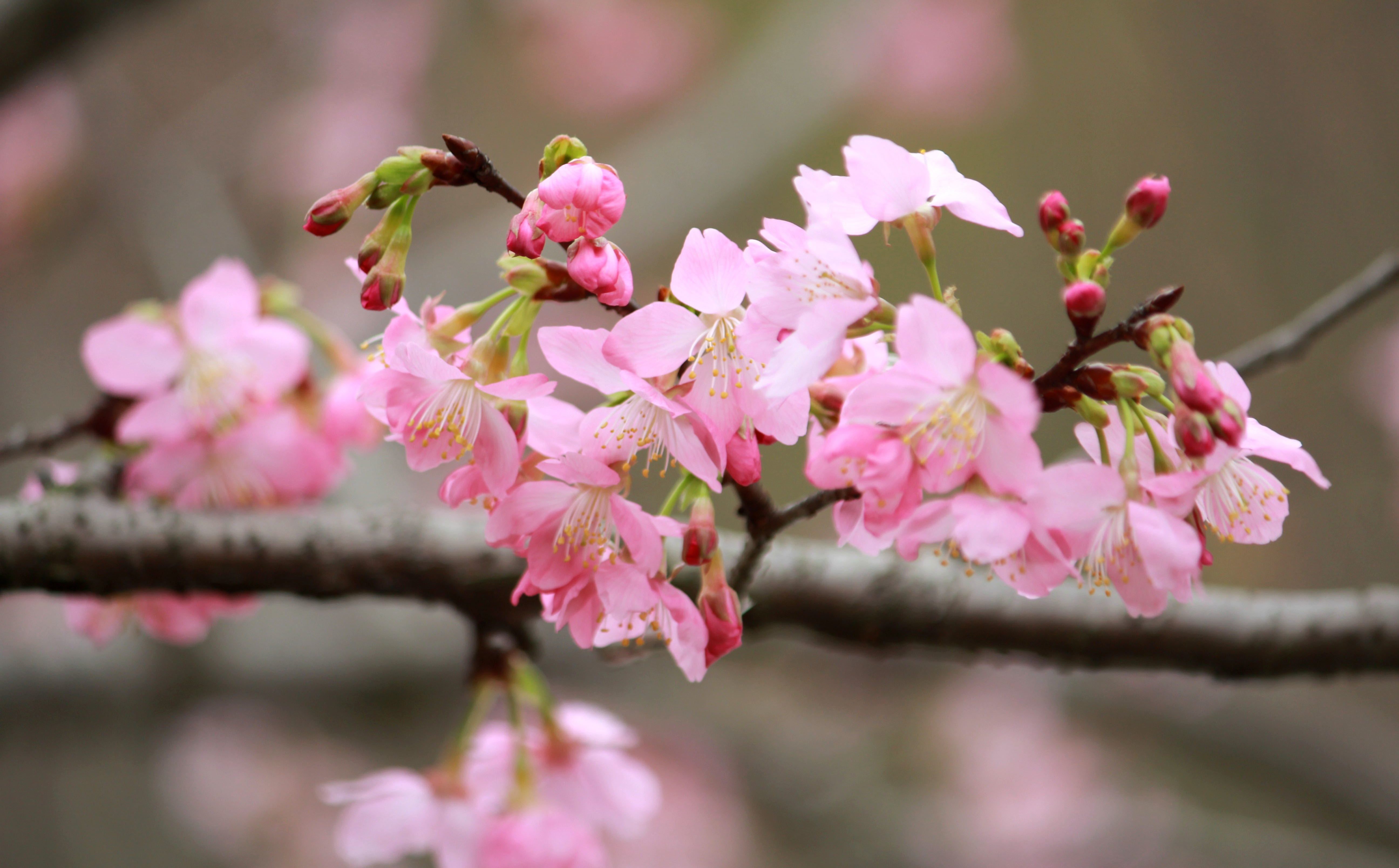 凤凰来栖的樱花
