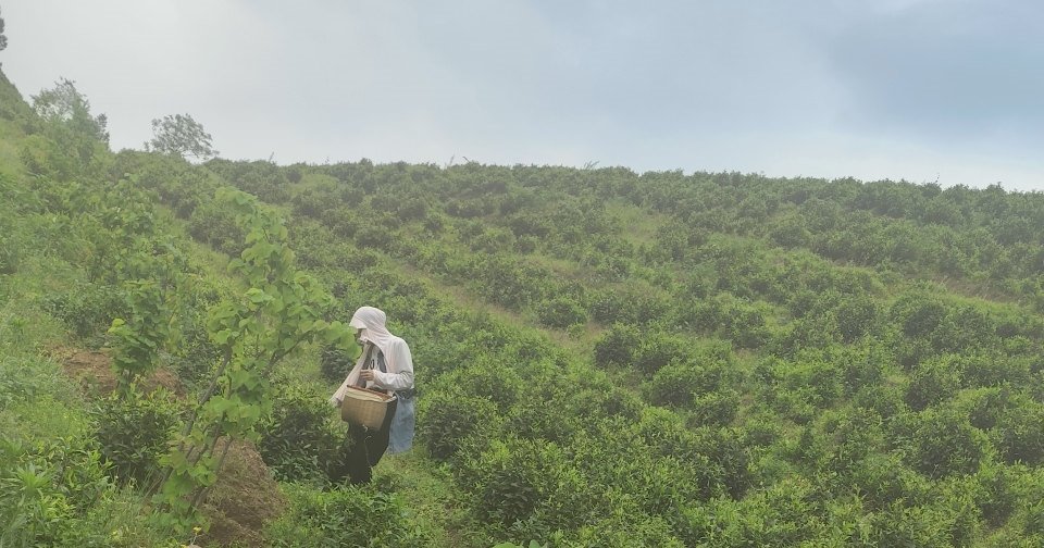 从桂林回江华老家，赴一场山野茶事