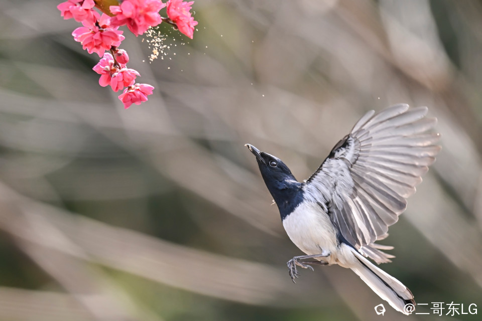 鹊鴝戏桃花 (1).jpg