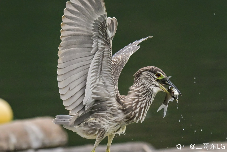 绿鹭干饭 (6).jpg