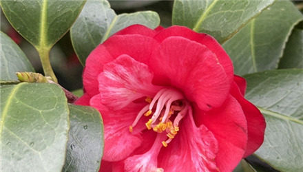 西山公園的花開(kāi)得真燦爛