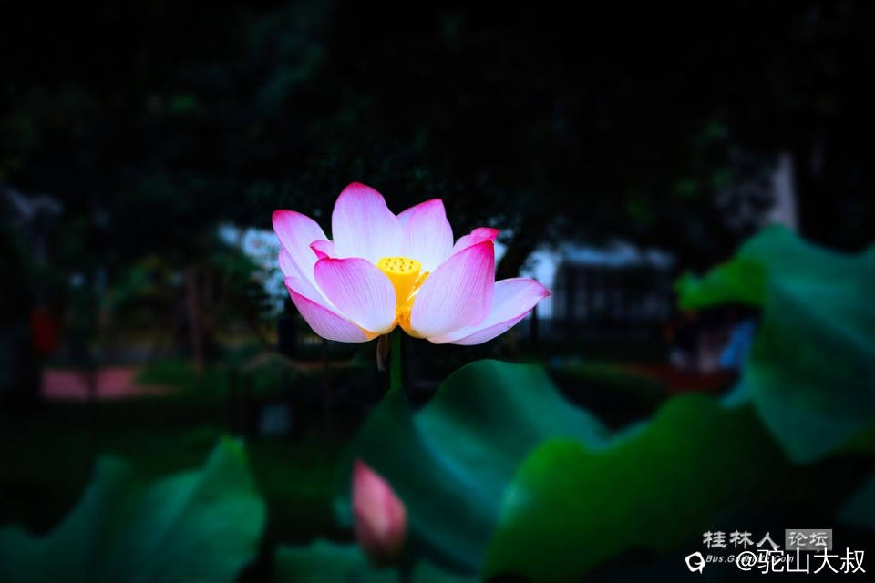 DSC08326-0 - 副本.jpg