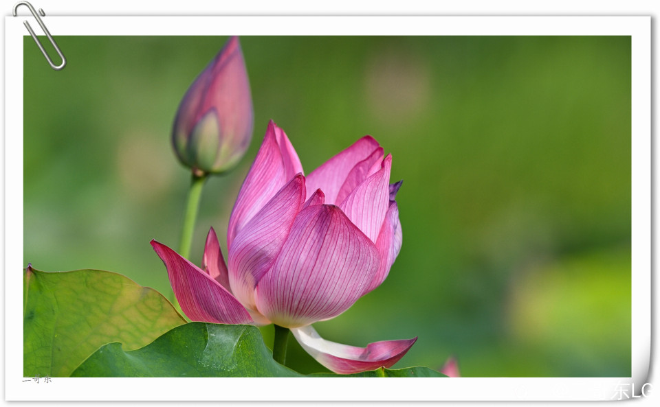 艳丽荷花 (12).jpg