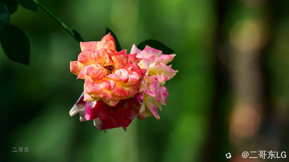 虞山月季花 (13).jpg
