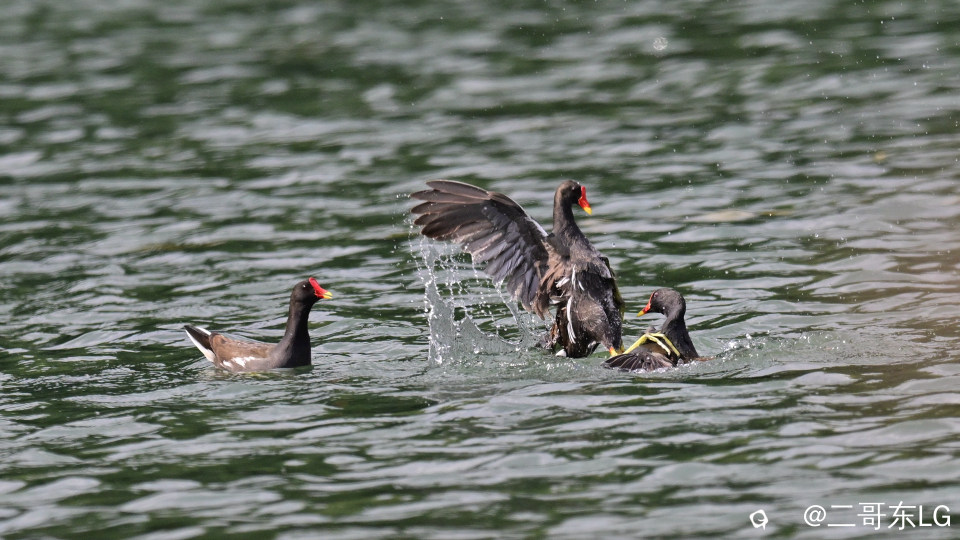 黑水鸡打架 (9).jpg