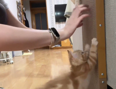 人教版的小猫也太可爱了！主人：一直没见它抓过，原来是不会用…网友：原来这些技能都要教啊