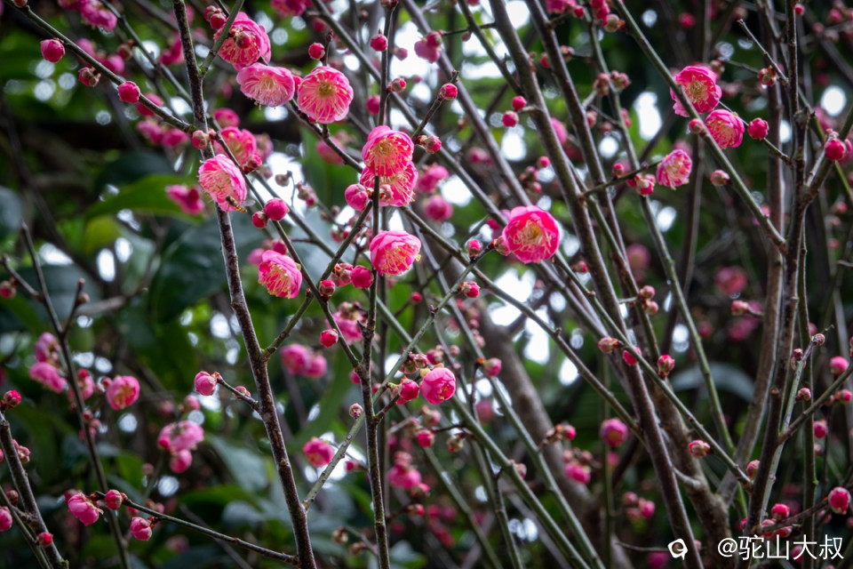 DSC04717-0 - 副本.jpg