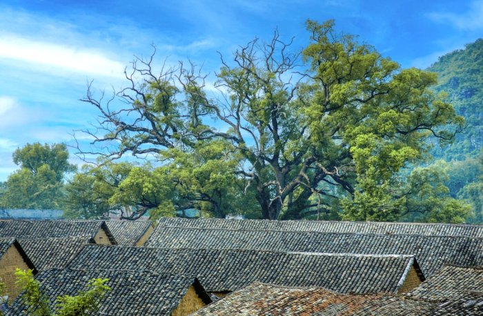 守护千年古樟！桂林隆家村人的这份爱，延续了百年