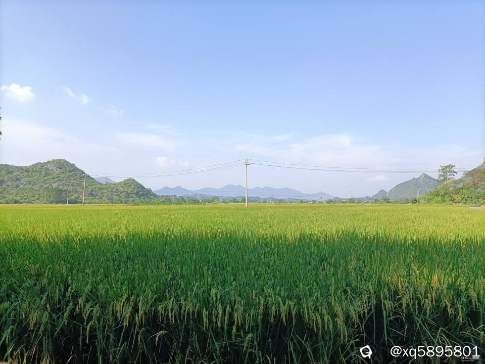 聚田稻海