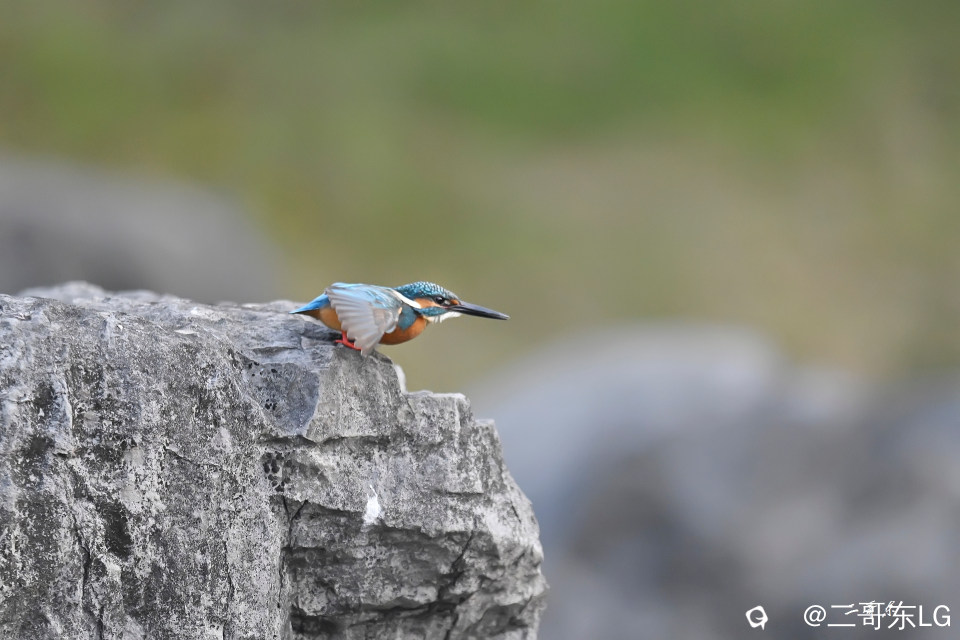 小翠起飞瞬间连拍 (5).jpg