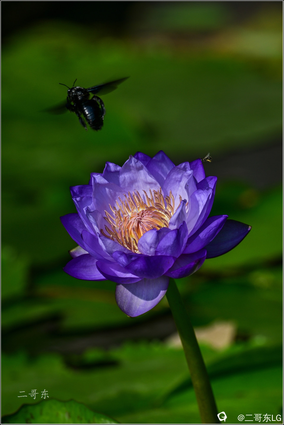 精品睡莲 (17).jpg