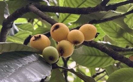 又是一年枇杷熟