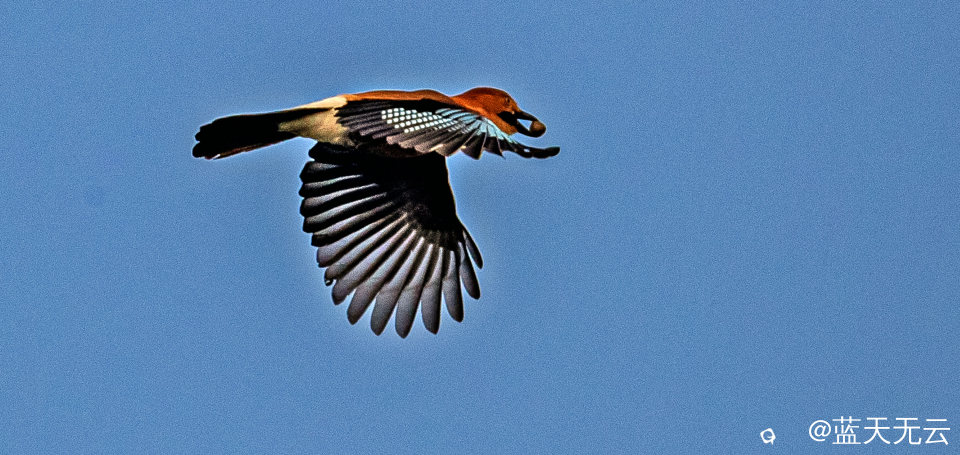 _40I6958 拷贝p.jpg