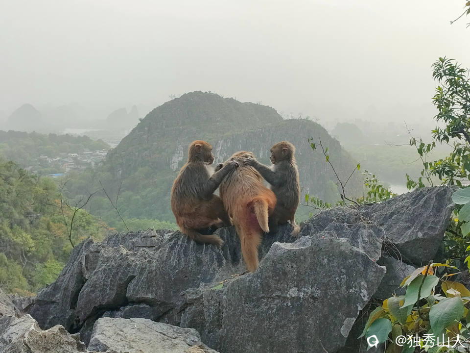 猴2.jpg