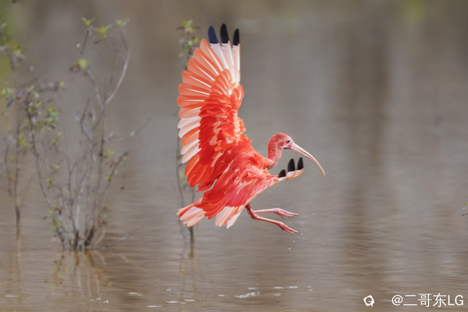 美洲红鹮12.jpg