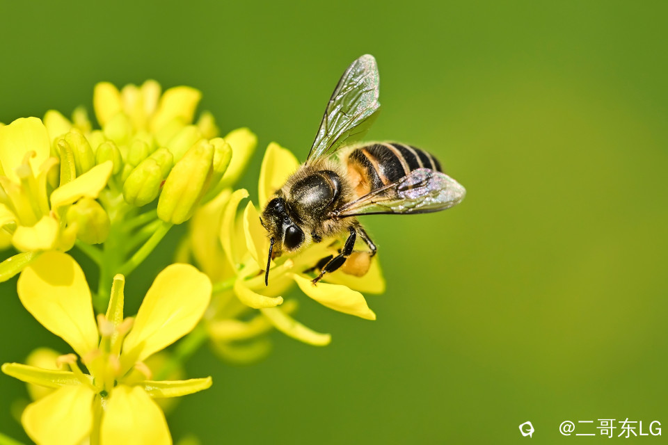 微距小蜜蜂 (6).jpg