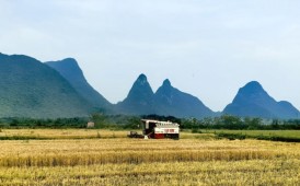 桂林冬麦喜获丰收