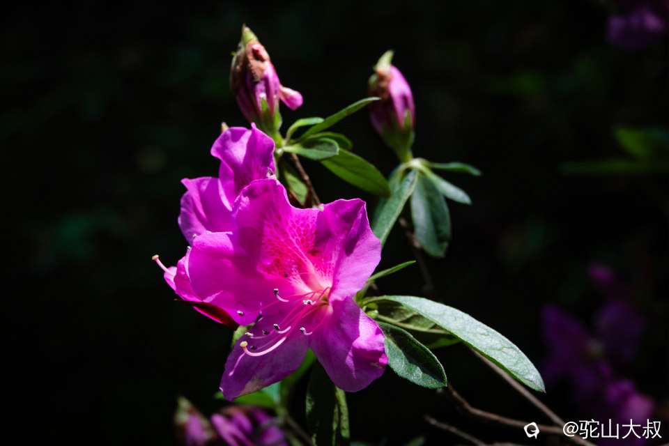 DSC01442-0 - 副本.jpg