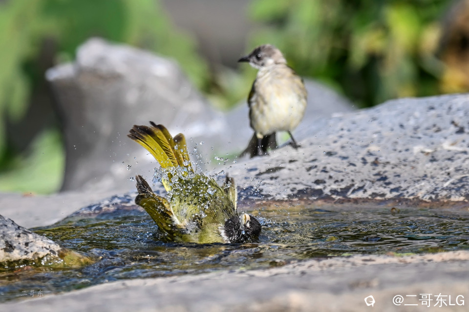 领雀嘴鹎--贵妃出浴 (2).jpg